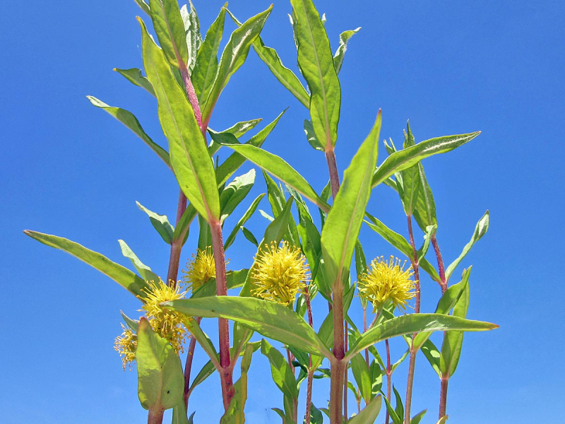 Straußgilbweiderich, Lysimachia thyrsiflora, Logo bienenfreundlich